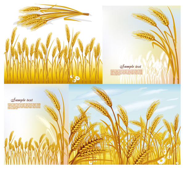 Wheat vector material
