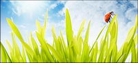 Floating plants and insects picture material-1