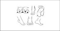 Vector feet