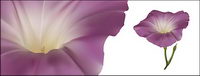 AI realistic rendering of the morning glory vector material